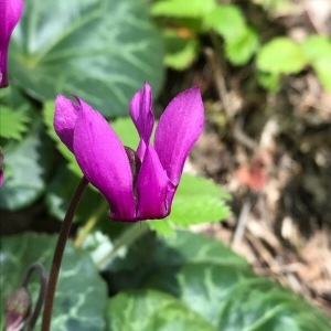 Photographie n°2101680 du taxon Cyclamen purpurascens Mill. [1768]