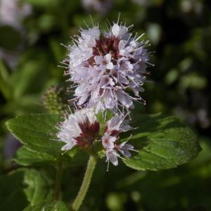 Photographie n°2101692 du taxon Mentha aquatica L. [1753]