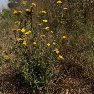 Photographie n°2101696 du taxon Picris hieracioides L. [1753]