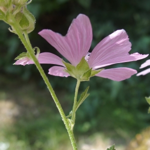 Photographie n°2101699 du taxon Malva alcea L. [1753]