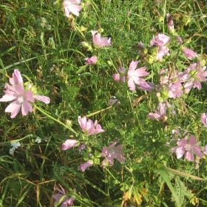 Photographie n°2101701 du taxon Malva alcea L. [1753]