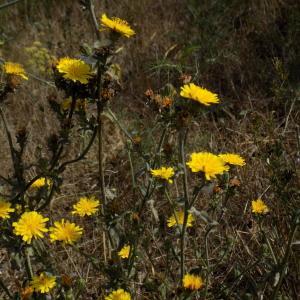 Photographie n°2101708 du taxon Picris hieracioides L. [1753]