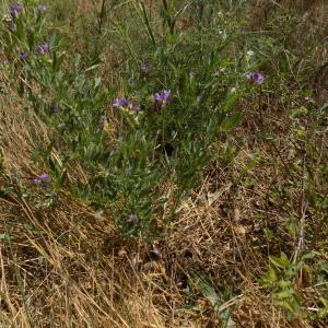 Photographie n°2101710 du taxon Medicago sativa subsp. sativa 