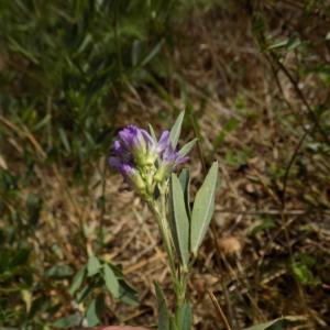 Photographie n°2101714 du taxon Medicago sativa subsp. sativa 