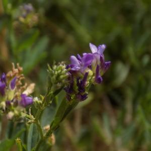 Photographie n°2101715 du taxon Medicago sativa subsp. sativa 