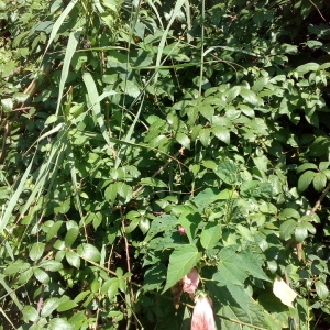 Photographie n°2101734 du taxon Hibiscus palustris L. [1753]