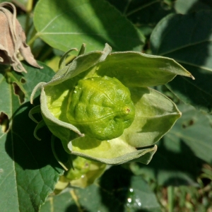  - Hibiscus palustris L. [1753]