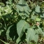  Florent Beck - Hibiscus palustris L. [1753]