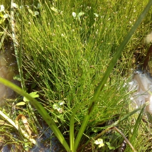 Photographie n°2101747 du taxon Eleocharis parvula (Roem. & Schult.) Link ex Bluff, Nees & Schauer [1836]