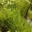  Florent Beck - Eleocharis parvula (Roem. & Schult.) Link ex Bluff, Nees & Schauer [1836]