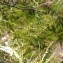  Florent Beck - Eleocharis parvula (Roem. & Schult.) Link ex Bluff, Nees & Schauer [1836]