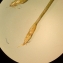  Florent Beck - Eleocharis parvula (Roem. & Schult.) Link ex Bluff, Nees & Schauer [1836]