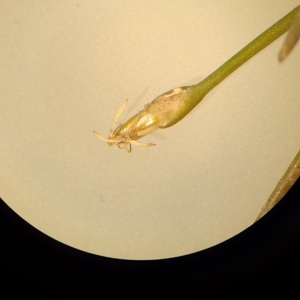 Photographie n°2101754 du taxon Eleocharis parvula (Roem. & Schult.) Link ex Bluff, Nees & Schauer [1836]