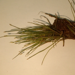 Photographie n°2101755 du taxon Eleocharis parvula (Roem. & Schult.) Link ex Bluff, Nees & Schauer [1836]