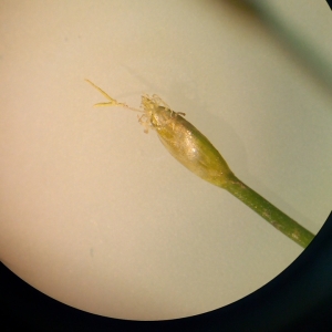 Photographie n°2101756 du taxon Eleocharis parvula (Roem. & Schult.) Link ex Bluff, Nees & Schauer [1836]