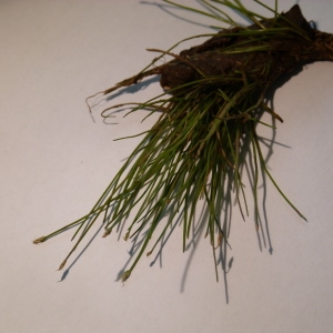  - Eleocharis parvula (Roem. & Schult.) Link ex Bluff, Nees & Schauer [1836]