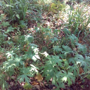 Photographie n°2101759 du taxon Aconitum lycoctonum L. [1753]