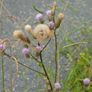 Photographie n°2101779 du taxon Cirsium arvense (L.) Scop. [1772]