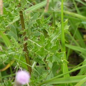 Photographie n°2101780 du taxon Cirsium arvense (L.) Scop. [1772]