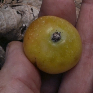 Photographie n°2101786 du taxon Sorbus domestica L. [1753]