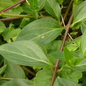 Photographie n°2101789 du taxon Vinca difformis Pourr. [1788]