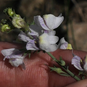 Photographie n°2101804 du taxon Linaria repens (L.) Mill.