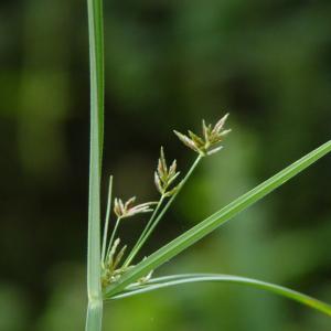 Photographie n°2101825 du taxon Cyperus longus L. [1753]