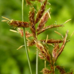 Photographie n°2101826 du taxon Cyperus longus L. [1753]