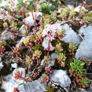 Photographie n°2101831 du taxon Sedum album L.