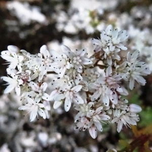 Sedum gombertii Sennen (Orpin blanc)