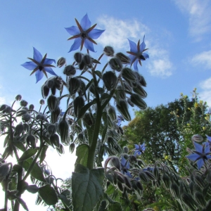 Photographie n°2101841 du taxon Borago officinalis L. [1753]