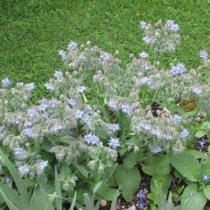 Photographie n°2101842 du taxon Borago officinalis L. [1753]