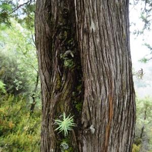 Photographie n°2101890 du taxon Juniperus oxycedrus subsp. oxycedrus 