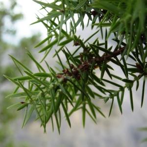 Photographie n°2101891 du taxon Juniperus oxycedrus subsp. oxycedrus 