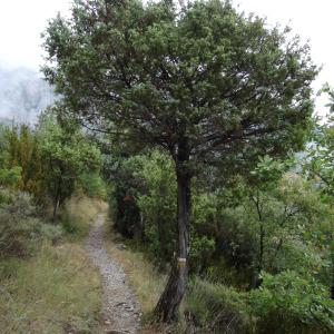 Photographie n°2101893 du taxon Juniperus oxycedrus subsp. oxycedrus 