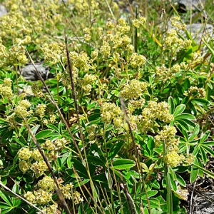 Photographie n°2101906 du taxon Alchemilla alpina L. [1753]