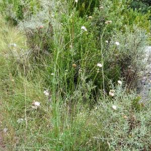 Photographie n°2101936 du taxon Cephalaria leucantha (L.) Schrad. ex Roem. & Schult. [1818]