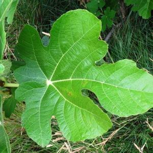 Photographie n°2101944 du taxon Ficus carica L. [1753]