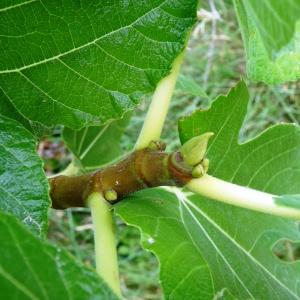 Photographie n°2101946 du taxon Ficus carica L. [1753]