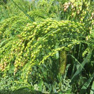 Photographie n°2101952 du taxon Panicum miliaceum subsp. miliaceum