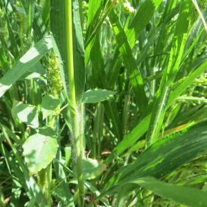 Photographie n°2101954 du taxon Panicum miliaceum subsp. miliaceum