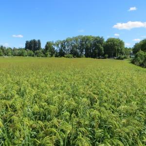  - Panicum miliaceum subsp. miliaceum