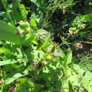 Photographie n°2101958 du taxon Silene baccifera (L.) Roth