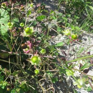 Photographie n°2101959 du taxon Silene baccifera (L.) Roth