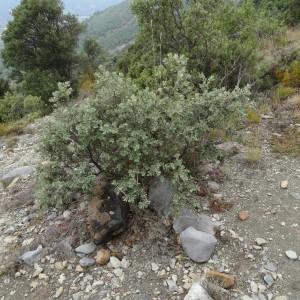 Photographie n°2101971 du taxon Quercus ilex subsp. ballota (Desf.) Samp. [1909]