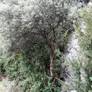 Photographie n°2101976 du taxon Quercus ilex subsp. ballota (Desf.) Samp. [1909]