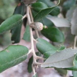 Photographie n°2101978 du taxon Quercus ilex subsp. ballota (Desf.) Samp. [1909]