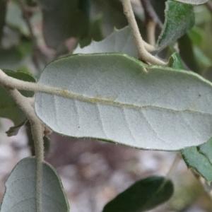 Photographie n°2101979 du taxon Quercus ilex subsp. ballota (Desf.) Samp. [1909]