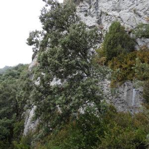 Photographie n°2101997 du taxon Quercus ilex subsp. ballota (Desf.) Samp. [1909]