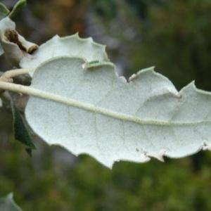 Photographie n°2102003 du taxon Quercus ilex subsp. ballota (Desf.) Samp. [1909]